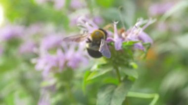 Dışarıdaki çiçekteki polen arısı.