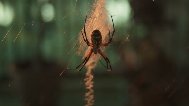 一种极光蜘蛛 也被称为拉链蜘蛛或黄蜂蜘蛛 — 图库视频影像