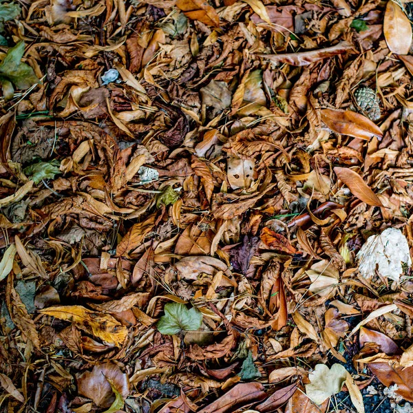 Daun musim gugur tergeletak di tanah — Stok Foto