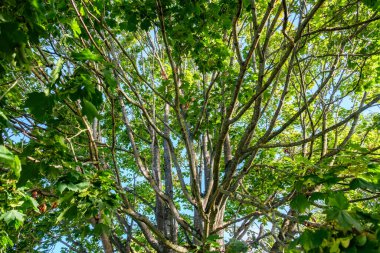 London Uk, September 23 2025, Close Up Of A Large Tree With Green Leaves In Early Morning Light Against A Blue Sky