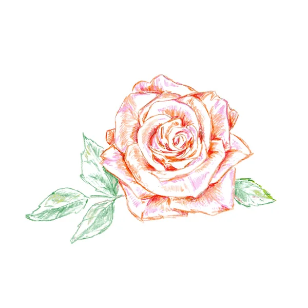 Pencil Sketch Pink Rose — Stock Vector