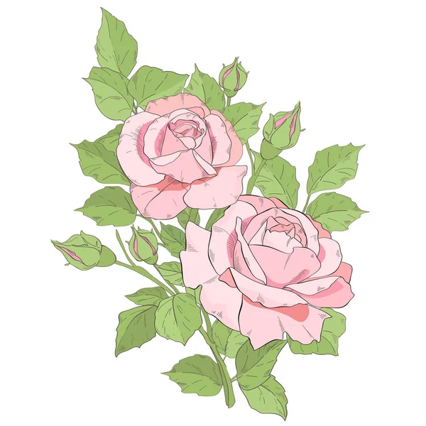 Branch Pink Roses — Stock Vector