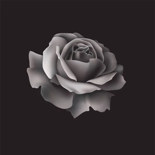 Belle Rose Noire Sur Noir — Image vectorielle