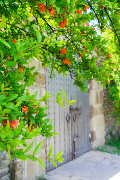 Fiori Boccioli Melograno Fiorito Estate Giornata Sole Sullo Sfondo Delle — Foto Stock