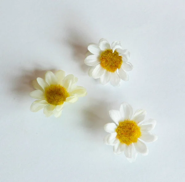 daisies on a white background