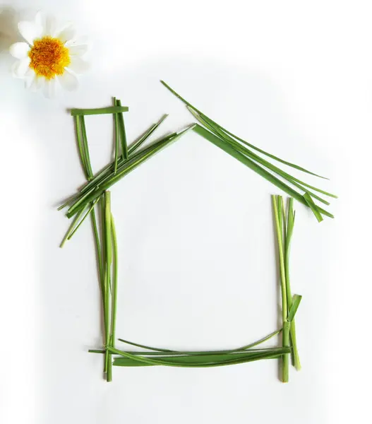  papatya beyaz zemin üzerinde. ev yeşil çimen