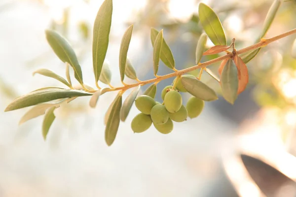 Оливковая Оливковая Ветвь Оливковое Дерево Оливковое Масло Масло Лето Солнце — стоковое фото