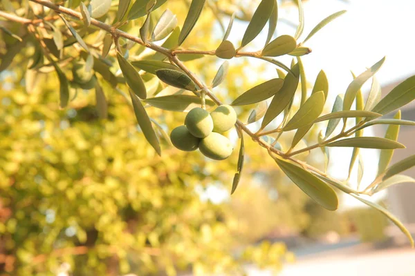 Zeytin Zeytin Dalı Zeytin Ağacı Zeytin Yağı Yağ Yaz Güneş — Stok fotoğraf