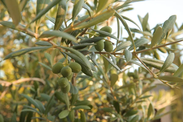 Zeytin Zeytin Dalı Zeytin Ağacı Zeytin Yağı Yağ Yaz Güneş — Stok fotoğraf