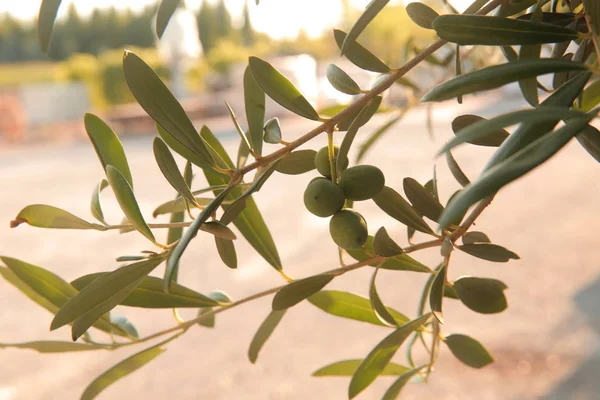 zeytin, zeytin dalı, zeytin ağacı, zeytin yağı, yağ, yaz, Güneş, yeşil zeytin, siyah zeytin