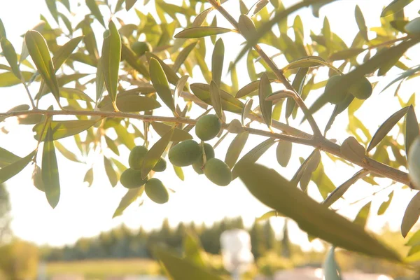 Olivier Olivier Huile Olive Huile Olive Été Soleil Olive Verte — Photo