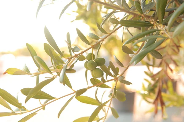 zeytin, zeytin dalı, zeytin ağacı, zeytin yağı, yağ, yaz, Güneş, yeşil zeytin, siyah zeytin