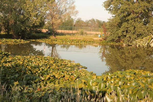zeytin, zeytin dalı, zeytin ağacı, zeytin yağı, yağ, yaz, Güneş, yeşil zeytin, siyah zeytin