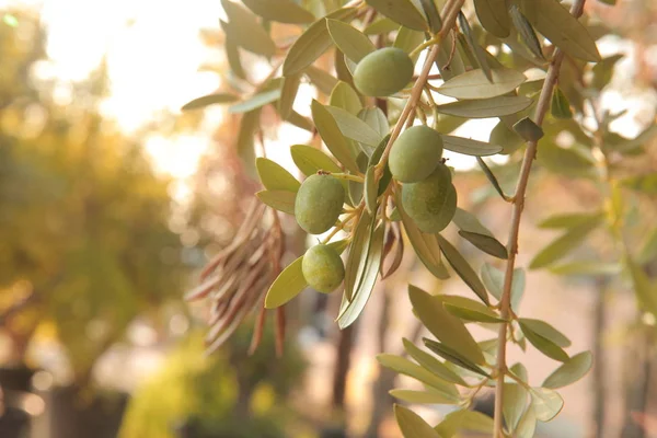 Оливковая Оливковая Ветвь Оливковое Дерево Оливковое Масло Масло Лето Солнце — стоковое фото