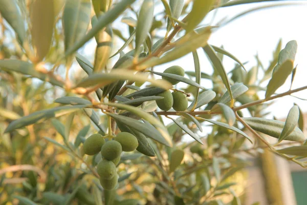 Zeytin Zeytin Dalı Zeytin Ağacı Zeytin Yağı Yağ Yaz Güneş — Stok fotoğraf