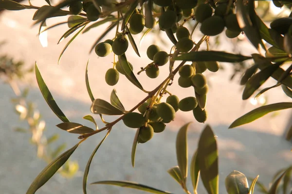 zeytin, zeytin dalı, zeytin ağacı, zeytin yağı, yağ, yaz, Güneş, yeşil zeytin, siyah zeytin