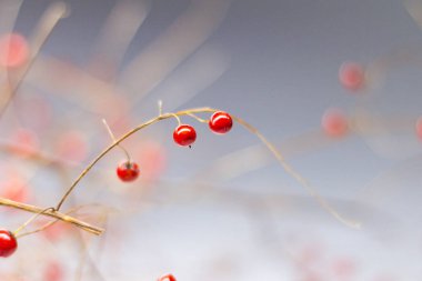 Beyaz bir arka plan, kozmetik ve ilaç tıbbi kuşkonmaz çilek