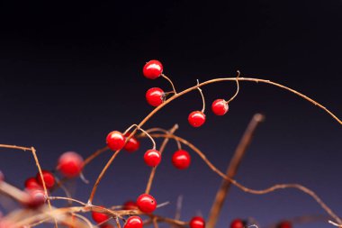 Koyu arkaplanda kırmızı meyveler