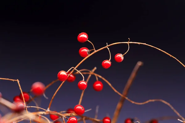 暗色の背景に赤い果実 — ストック写真