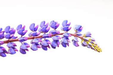 Beyaz arka plan üzerinde izole Lupinus