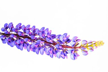 Lupinus çiçek izole beyaz arka plan, bitkiler, bahar dönemi