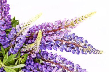 Beyaz arkaplanda leylak çiçekleri