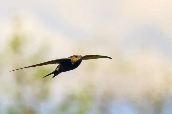 Schnellster Vogel der Welt — Stockfoto