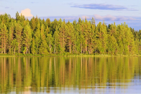 太陽の光と水 夏の風景の反射の針葉樹林 — ストック写真