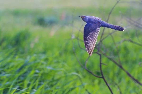 Cuckoo voa em um campo verde — Fotografia de Stock