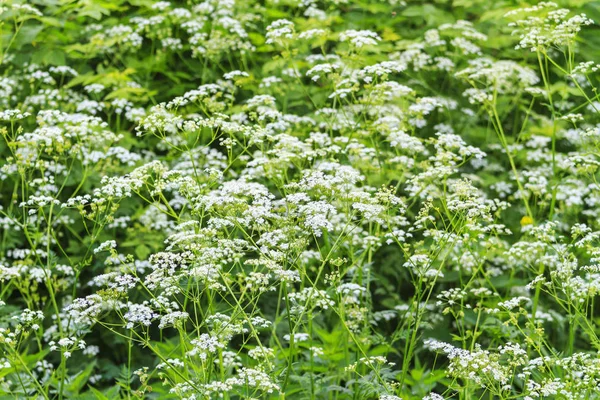 juicy spring greens and white flowers