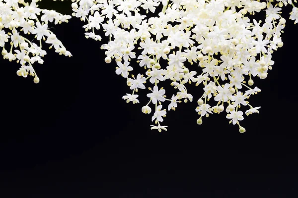 Adoráveis Pequenas Flores Brancas Fundo Preto Flores Texturas — Fotografia de Stock