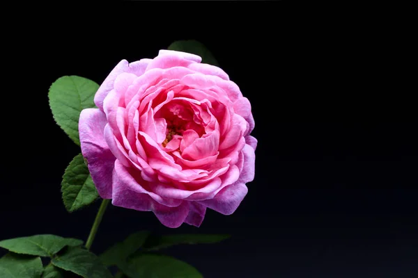 pink rose on a black background