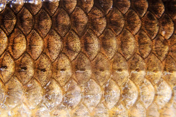 fish scales macro photos