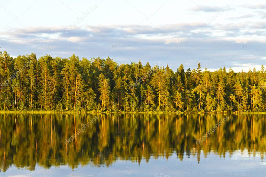 wonderful wild forest and lake in the warm sun, summer landscape