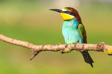 Kuru bir dal, doğal tasarım, benzersiz anlar içinde belgili tanımlık vahşi oturan arı kuşugiller