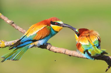 güzel renkli kuşlar öpücüğü