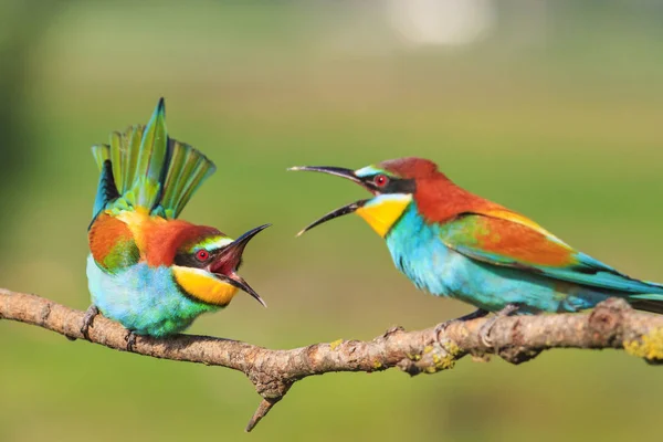 Pelea Hermosas Aves Con Picos Largos Diseño Natural Momentos Únicos —  Fotos de Stock