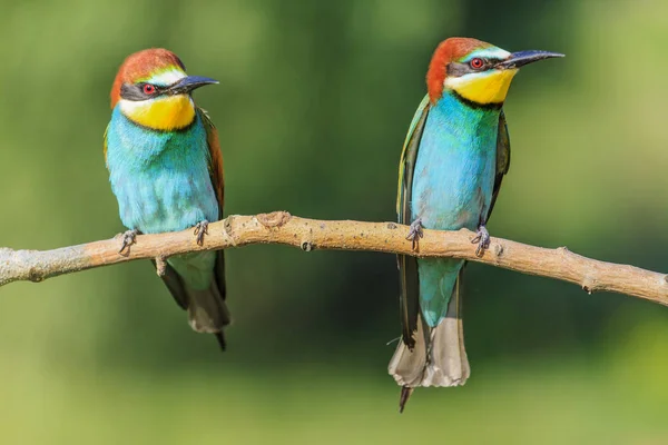 Coppia Mangiatori Api Seduti Ramo Design Naturale Momenti Unici Natura — Foto Stock