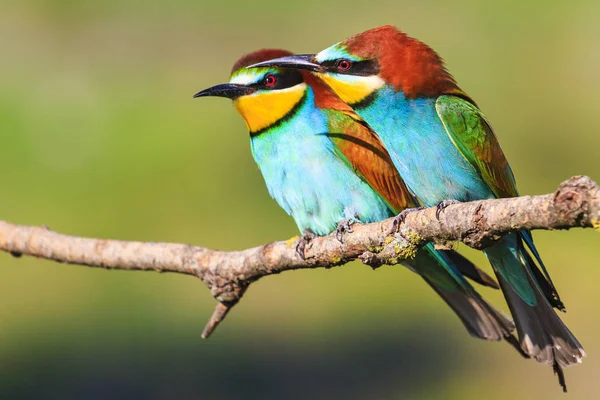 Pássaros Paraíso Sentam Galho Seco Design Natural Momentos Únicos Natureza — Fotografia de Stock
