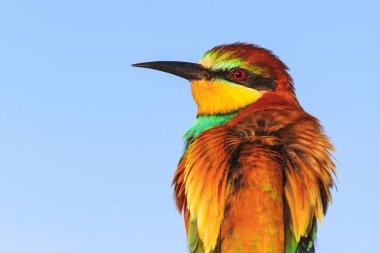 uzun siyah bir Gaga, yaban hayatı ve değişen mevsim güzel kuş