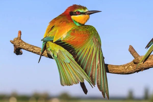 Güzel Kuş Kanatları Yaban Hayatı Yaymak Mevsim Değişen Dal — Stok fotoğraf