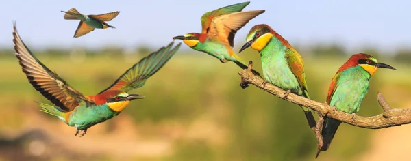 Vackra Fåglar Naturen Djurlivet Och Årstidernas — Stockfoto