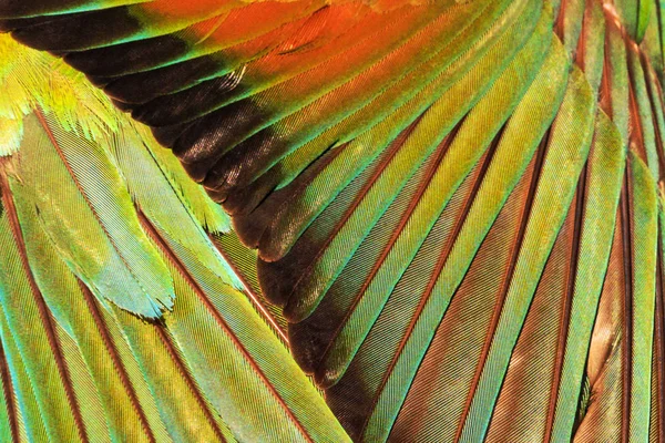 güzel renkli tüy yabani kuşlar, yaban hayatı ve mevsim değişen