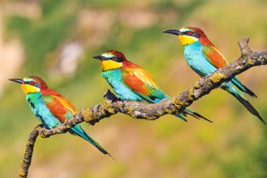 Exotic little birds sit on the branches, bright colors, wonders of nature clipart