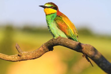Yalnız egzotik kuş oturan bir şube, parlak renkler, doğa harikası