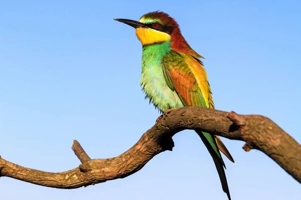 Egzotik Kuş Bir Dalda Oturur Bahar Sabahı Doğal Güzellik Tasarım — Stok fotoğraf