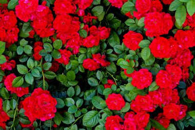 kırmızı gül ve yeşil yaprakları, duvar kağıdı masaüstü, dokular çiçek