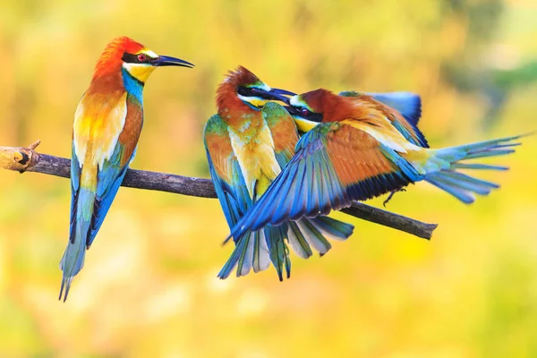 Tres Pájaros Colores Exóticos Mordiendo Rama Vida Silvestre Momento Único —  Fotos de Stock