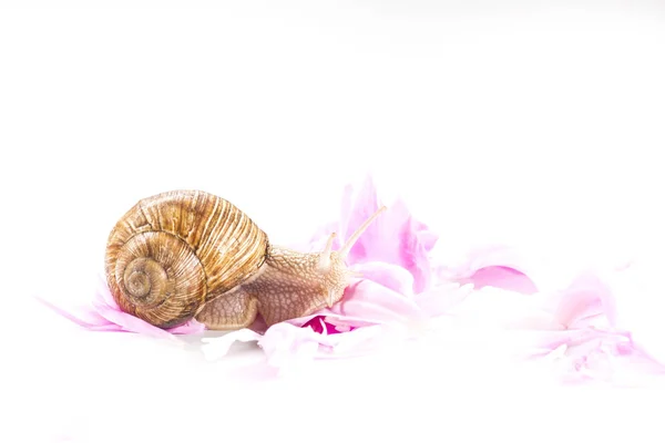 Gentle Moisturizing Cosmetic Snail Slime Crawling Pink Flowers Cosmetics Body — Stock Photo, Image