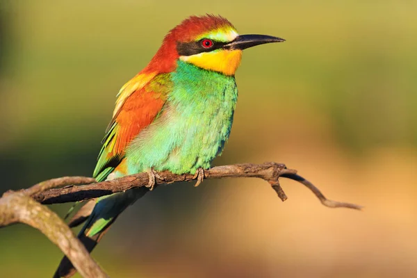 exotic bird on a beautiful branch, wildlife, unique colors